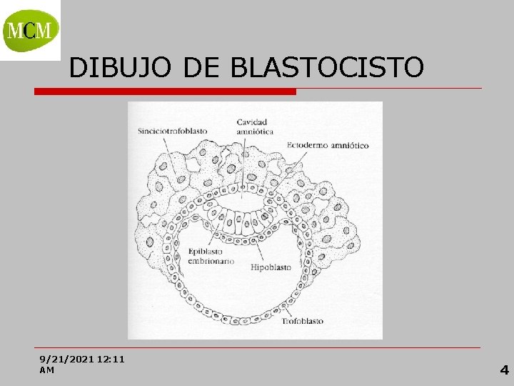 Prof. VÍCTOR M. VITORIA DIBUJO DE BLASTOCISTO 9/21/2021 12: 11 AM 4 