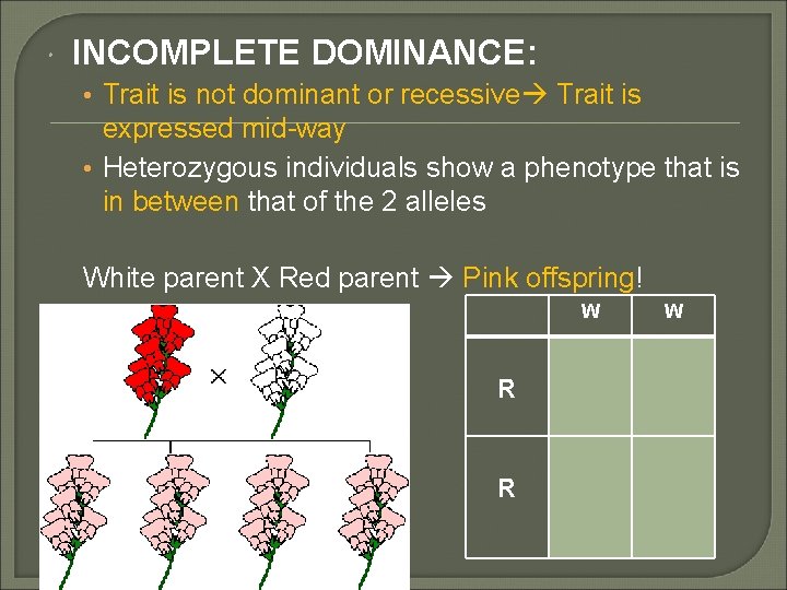  INCOMPLETE DOMINANCE: • Trait is not dominant or recessive Trait is expressed mid-way