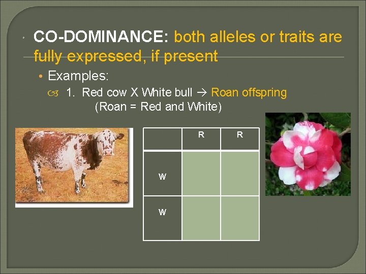  CO-DOMINANCE: both alleles or traits are fully expressed, if present • Examples: 1.