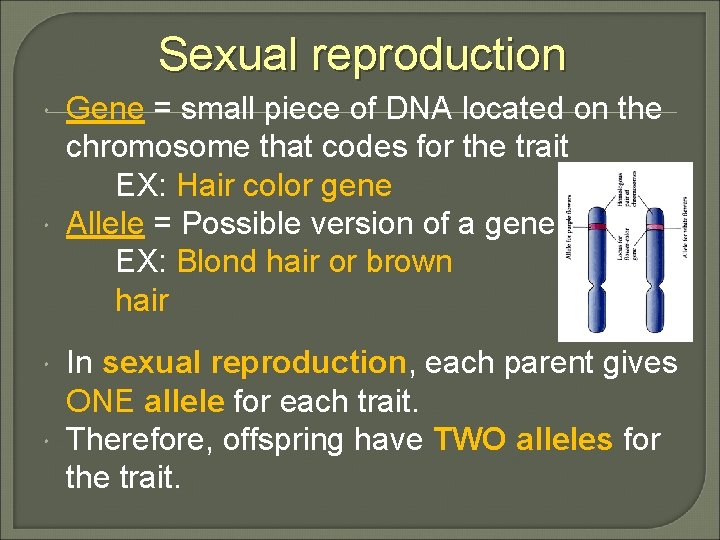 Sexual reproduction Gene = small piece of DNA located on the chromosome that codes