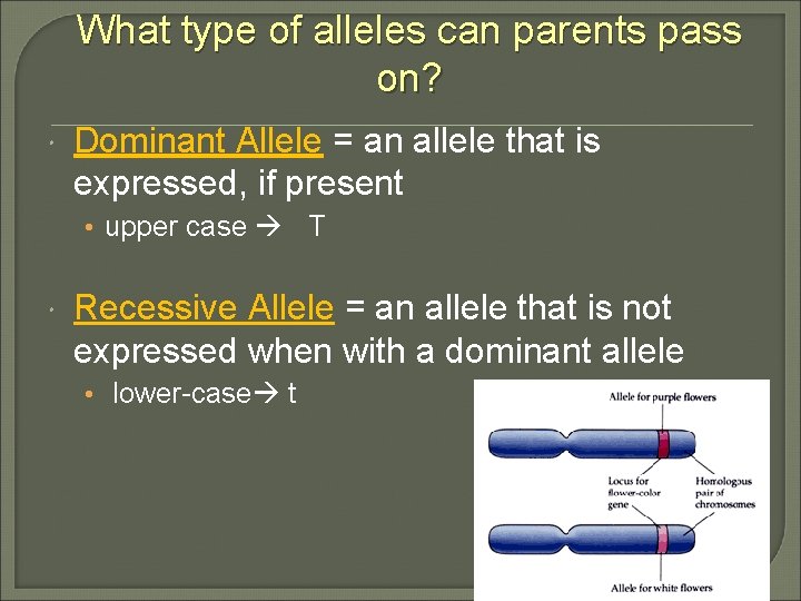 What type of alleles can parents pass on? Dominant Allele = an allele that