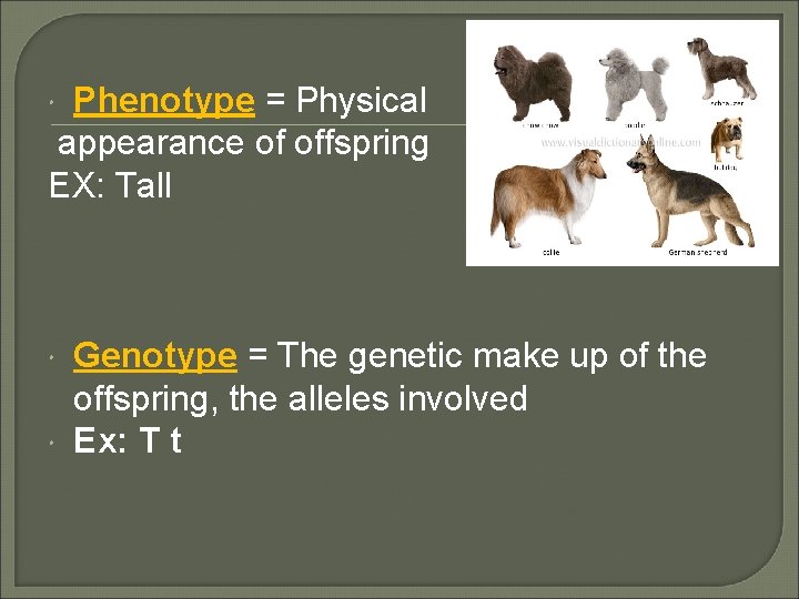 Phenotype = Physical appearance of offspring EX: Tall Genotype = The genetic make up