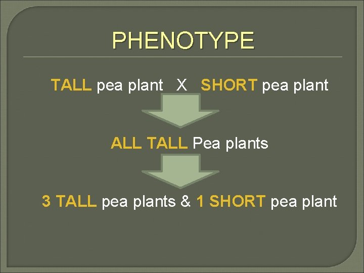 PHENOTYPE TALL pea plant X SHORT pea plant ALL TALL Pea plants 3 TALL
