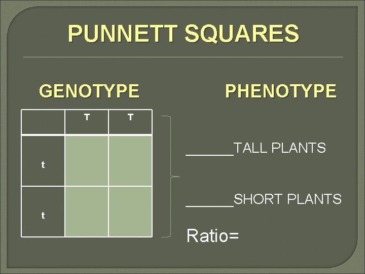 PUNNETT SQUARES GENOTYPE T PHENOTYPE T ______TALL PLANTS t ______SHORT PLANTS t Ratio= 