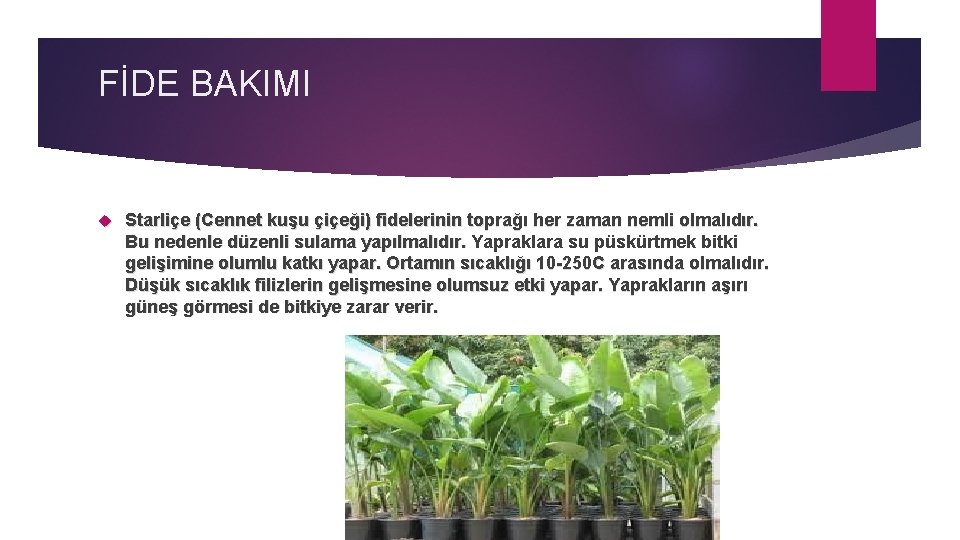 FİDE BAKIMI Starliçe (Cennet kuşu çiçeği) fidelerinin toprağı her zaman nemli olmalıdır. Bu nedenle