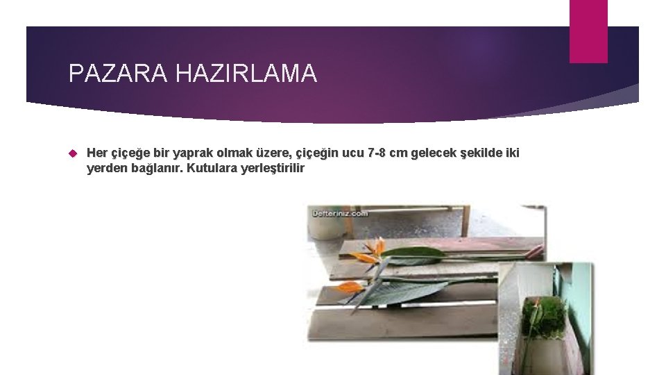 PAZARA HAZIRLAMA Her çiçeğe bir yaprak olmak üzere, çiçeğin ucu 7 -8 cm gelecek