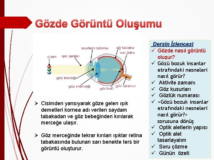 Gözde Görüntü Oluşumu Ø Cisimden yansıyarak göze gelen ışık demetleri kornea adı verilen saydam