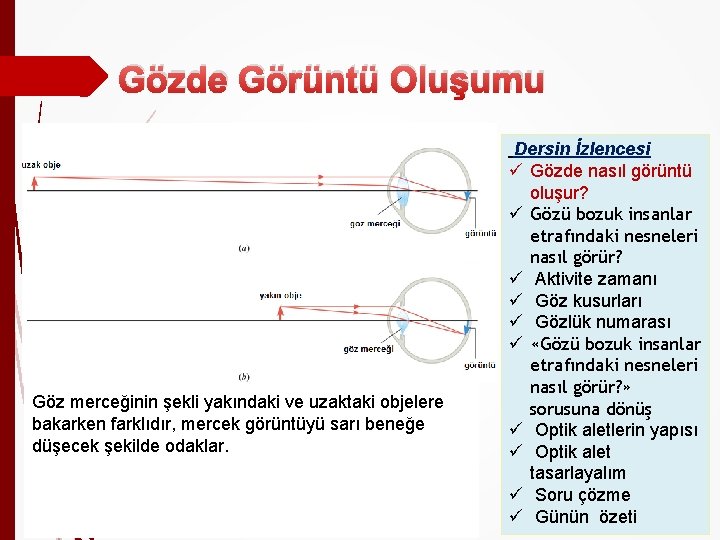 Gözde Görüntü Oluşumu Göz merceğinin şekli yakındaki ve uzaktaki objelere bakarken farklıdır, mercek görüntüyü