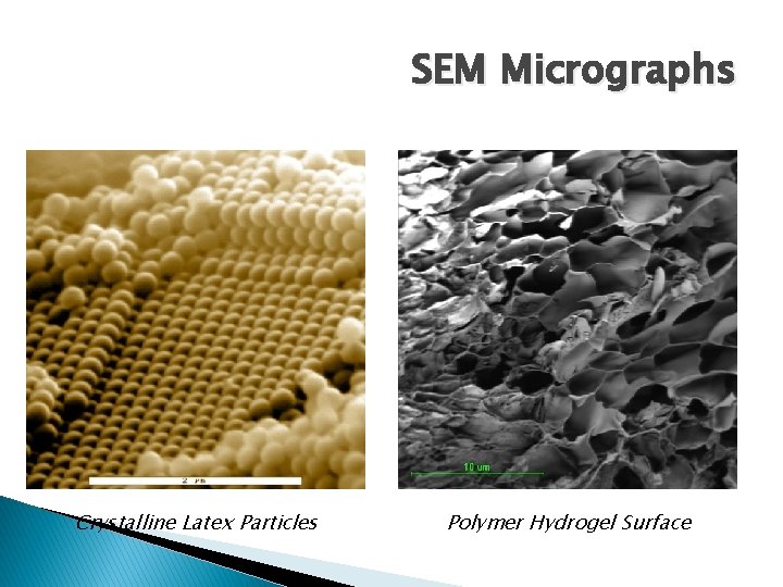 SEM Micrographs Crystalline Latex Particles Polymer Hydrogel Surface 