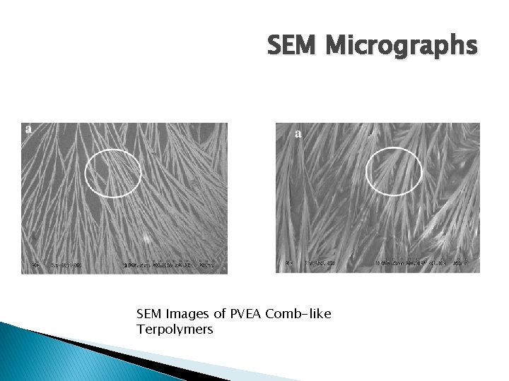 SEM Micrographs SEM Images of PVEA Comb-like Terpolymers 
