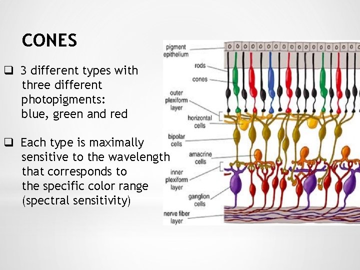 CONES q 3 different types with three different photopigments: blue, green and red q