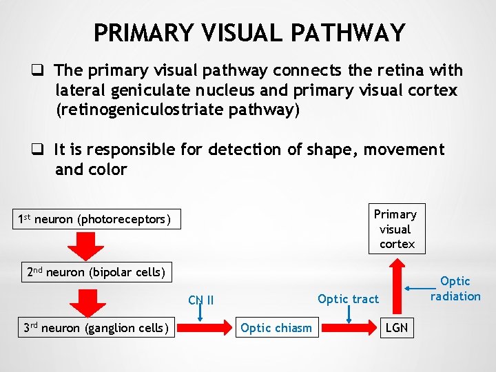 PRIMARY VISUAL PATHWAY q The primary visual pathway connects the retina with lateral geniculate