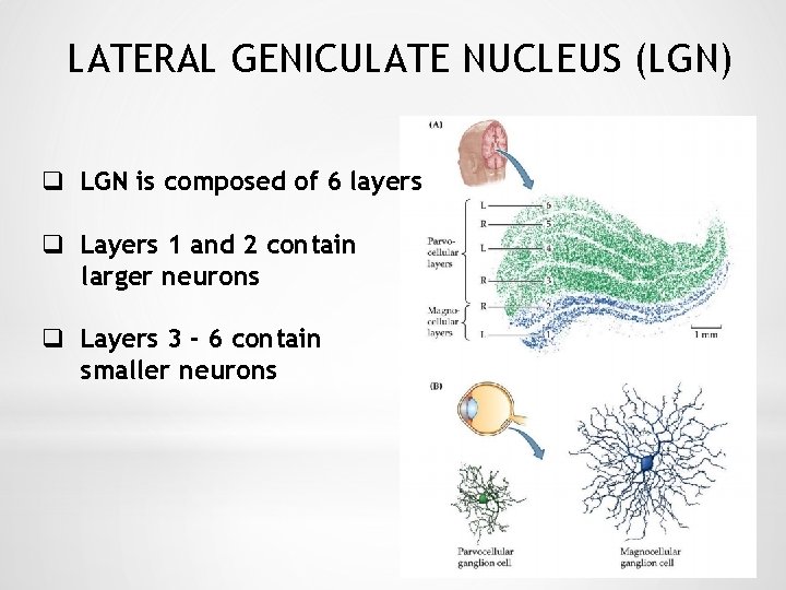LATERAL GENICULATE NUCLEUS (LGN) q LGN is composed of 6 layers q Layers 1