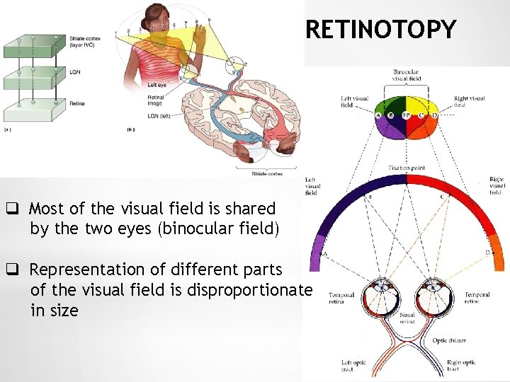 RETINOTOPY q Most of the visual field is shared by the two eyes (binocular
