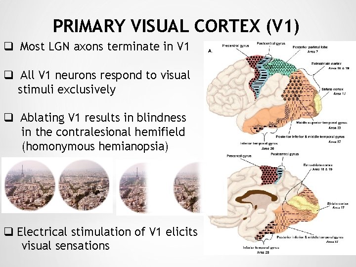 PRIMARY VISUAL CORTEX (V 1) q Most LGN axons terminate in V 1 q