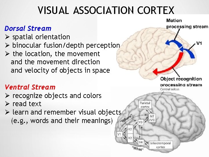 VISUAL ASSOCIATION CORTEX Dorsal Stream Ø spatial orientation Ø binocular fusion/depth perception Ø the