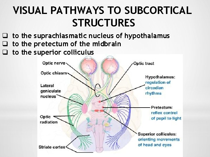 VISUAL PATHWAYS TO SUBCORTICAL STRUCTURES q to the suprachiasmatic nucleus of hypothalamus q to