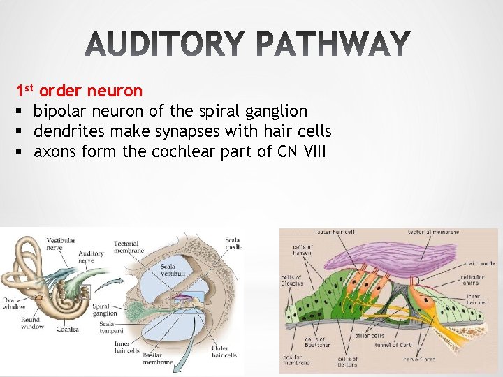 1 st order neuron § bipolar neuron of the spiral ganglion § dendrites make