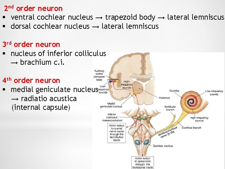 2 nd order neuron § ventral cochlear nucleus → trapezoid body → lateral lemniscus