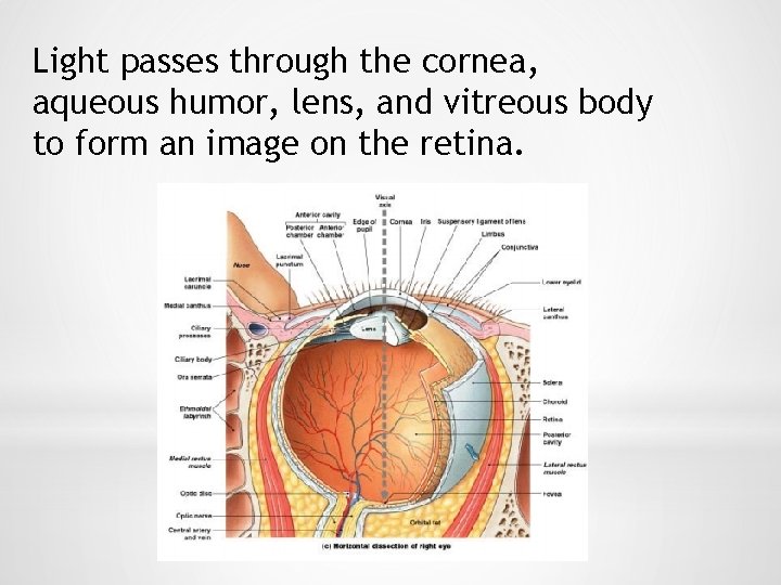 Light passes through the cornea, aqueous humor, lens, and vitreous body to form an