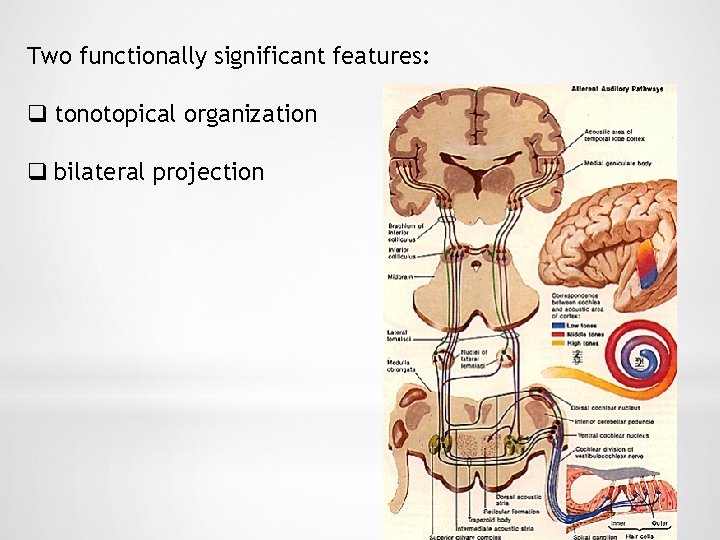 Two functionally significant features: q tonotopical organization q bilateral projection 