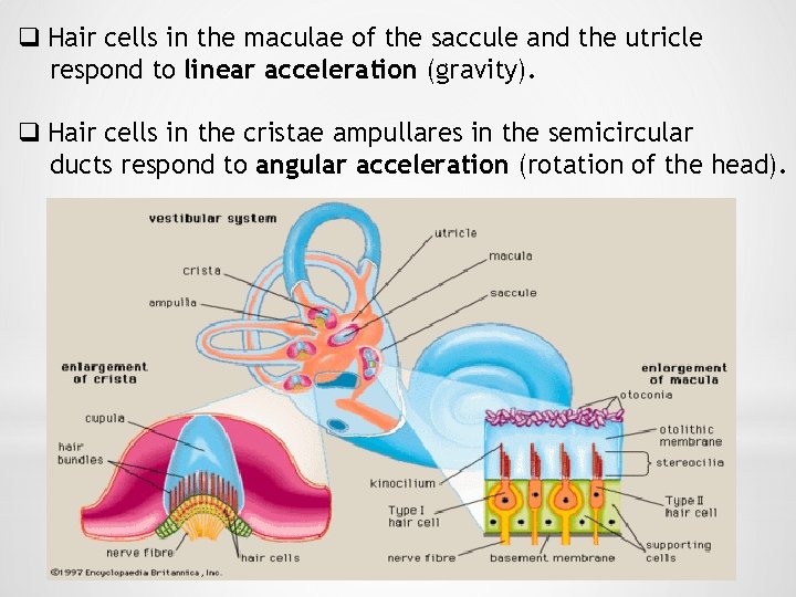 q Hair cells in the maculae of the saccule and the utricle respond to