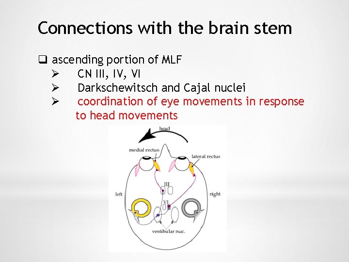 Connections with the brain stem q ascending portion of MLF Ø CN III, IV,