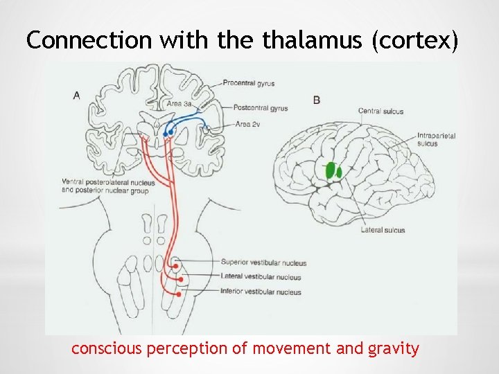 Connection with the thalamus (cortex) conscious perception of movement and gravity 