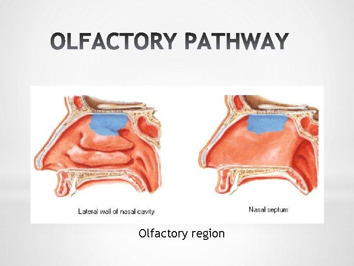 Olfactory region 
