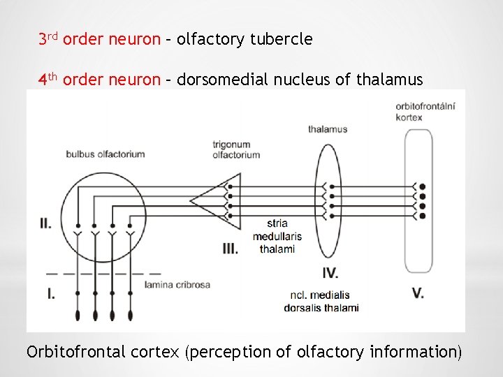 3 rd order neuron – olfactory tubercle 4 th order neuron – dorsomedial nucleus