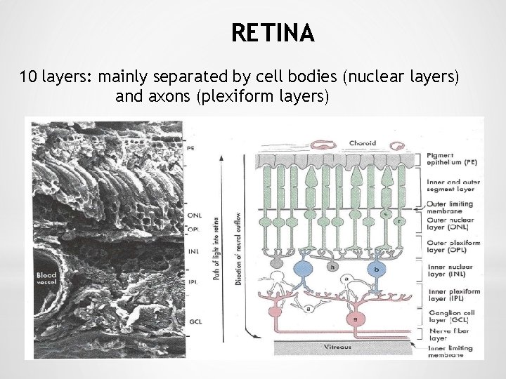 RETINA 10 layers: mainly separated by cell bodies (nuclear layers) and axons (plexiform layers)