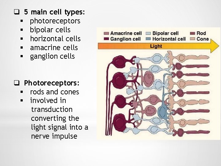 q 5 main cell types: § photoreceptors § bipolar cells § horizontal cells §