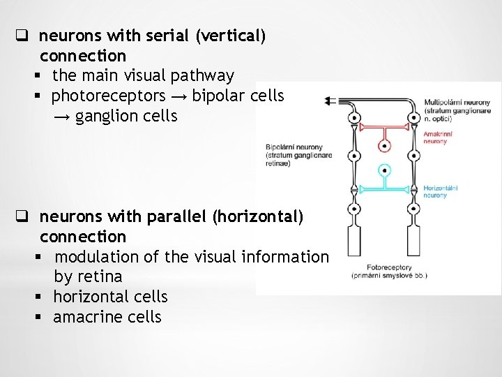 q neurons with serial (vertical) connection § the main visual pathway § photoreceptors →