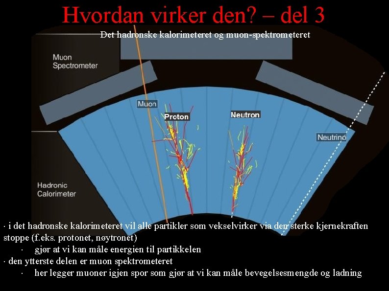 Hvordan virker den? – del 3 Det hadronske kalorimeteret og muon-spektrometeret i det hadronske