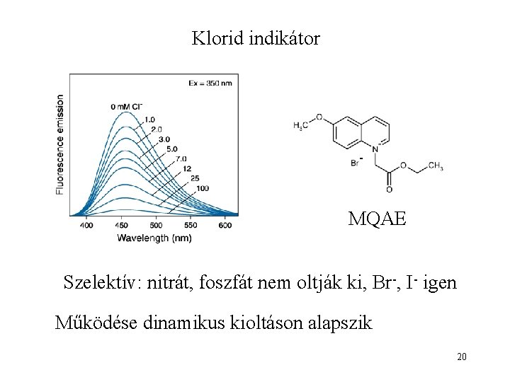 Klorid indikátor MQAE Szelektív: nitrát, foszfát nem oltják ki, Br-, I- igen Működése dinamikus