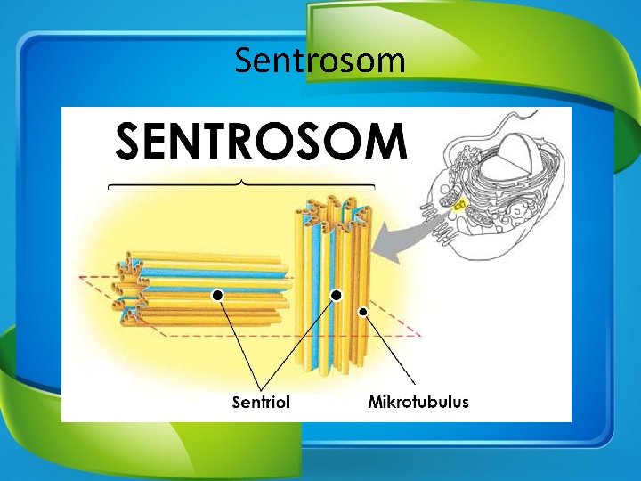 Sentrosom 