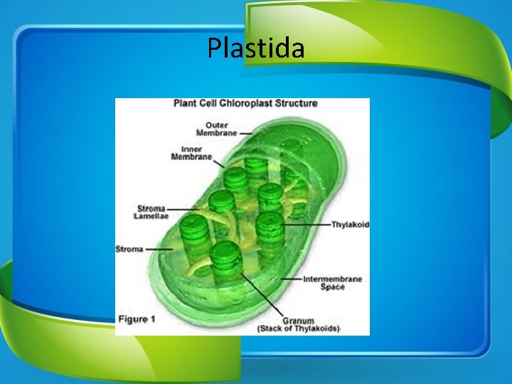 Plastida 