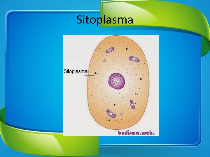 Sitoplasma 