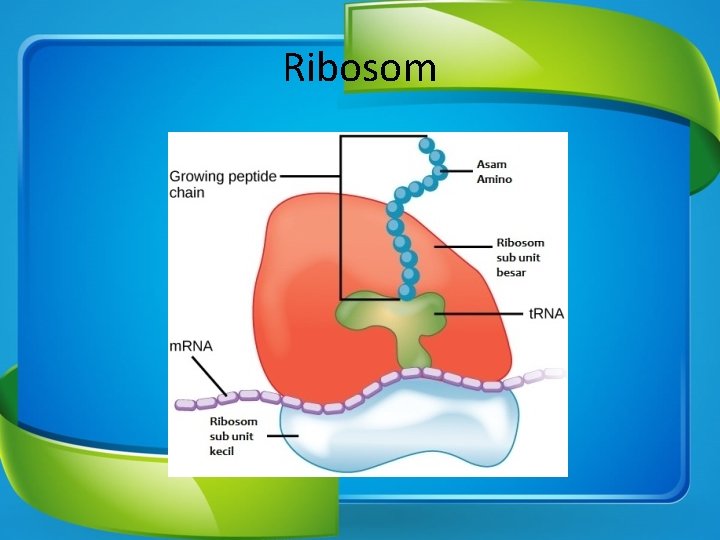 Ribosom 