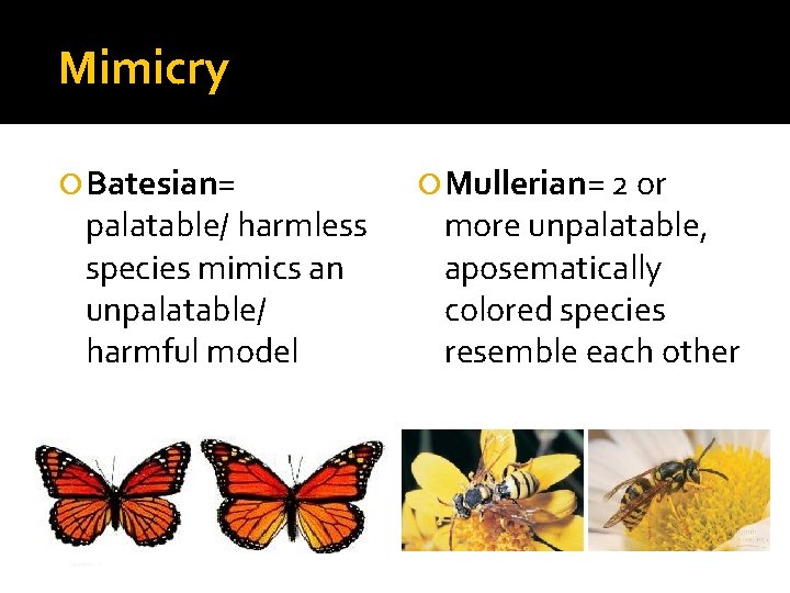 Mimicry Batesian= palatable/ harmless species mimics an unpalatable/ harmful model Mullerian= 2 or more