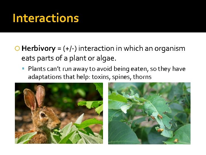 Interactions Herbivory = (+/-) interaction in which an organism eats parts of a plant