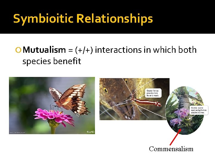 Symbioitic Relationships Mutualism = (+/+) interactions in which both species benefit Commensalism 