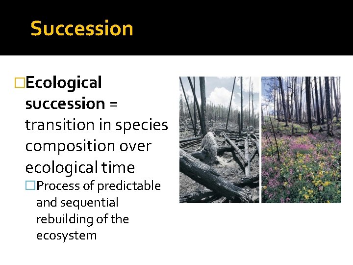 Succession �Ecological succession = transition in species composition over ecological time �Process of predictable