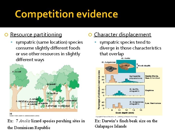 Competition evidence Resource partitioning sympatric (same location) species consume slightly different foods or use
