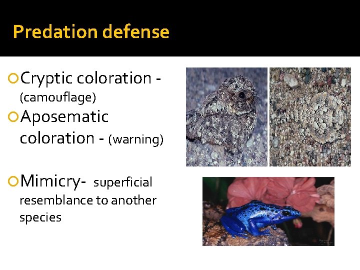 Predation defense Cryptic coloration (camouflage) Aposematic coloration - (warning) Mimicry- superficial resemblance to another