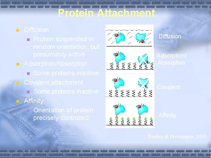 Protein Attachment n n Diffusion n Protein suspended in random orientation, but presumably active