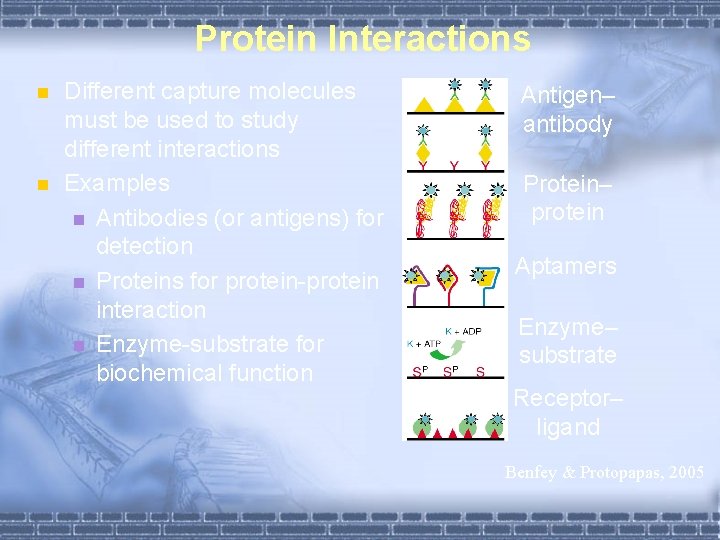 Protein Interactions n n Different capture molecules must be used to study different interactions