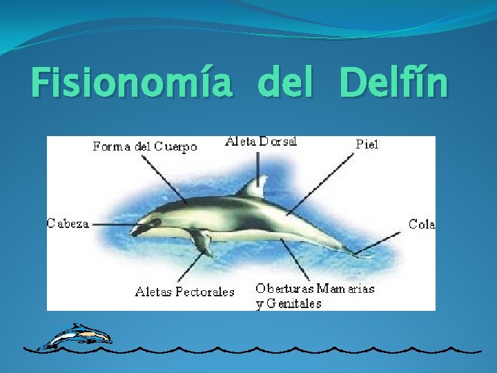 Fisionomía del Delfín 