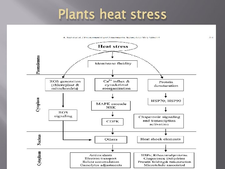 HEAT STRESS RESPONSE AND HEATSHOCK PROTEIN IN PLANTS