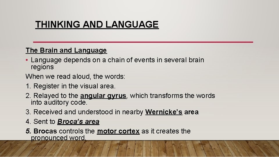 THINKING AND LANGUAGE The Brain and Language • Language depends on a chain of